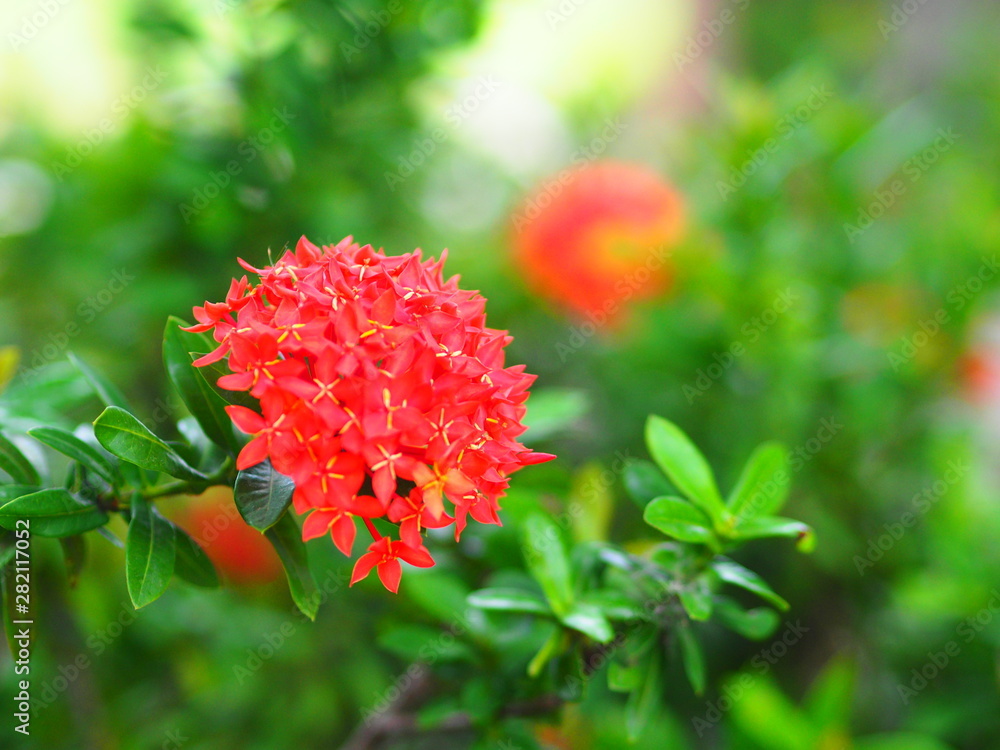 red flower in garden