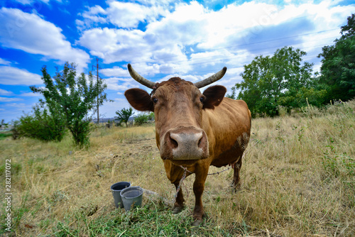 Fototapeta Naklejka Na Ścianę i Meble -  A cow grazes in a meadow against a cloudy blue sky, wide-angle close-up photo.