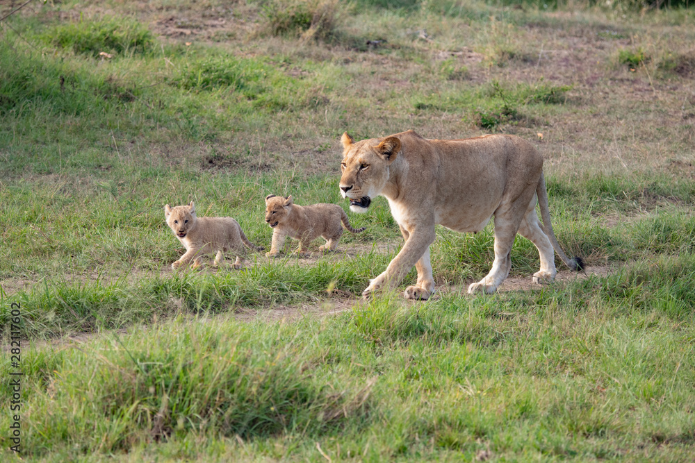 lioness out walking with her cubs lioness out walking with her cubs