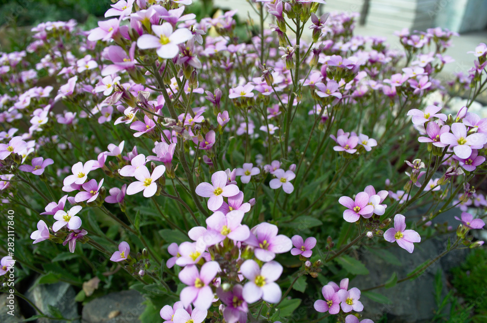 flowers flowers