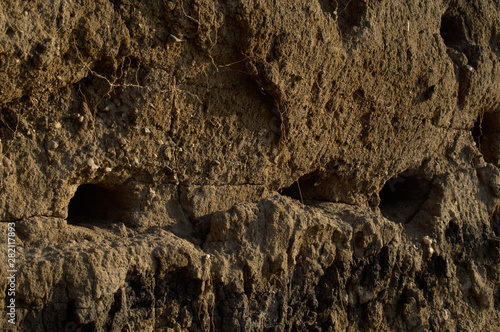 swallow nests