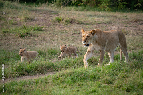 Walking lioness and her cubs in Masai Mara