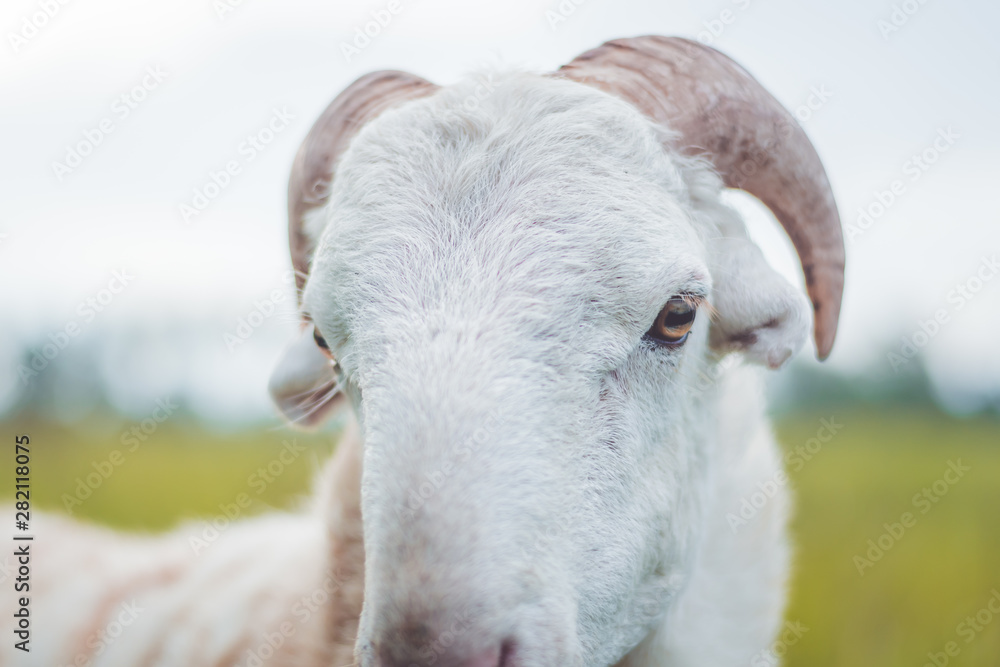 Obraz premium white sheep on blurry background. Sheep head.