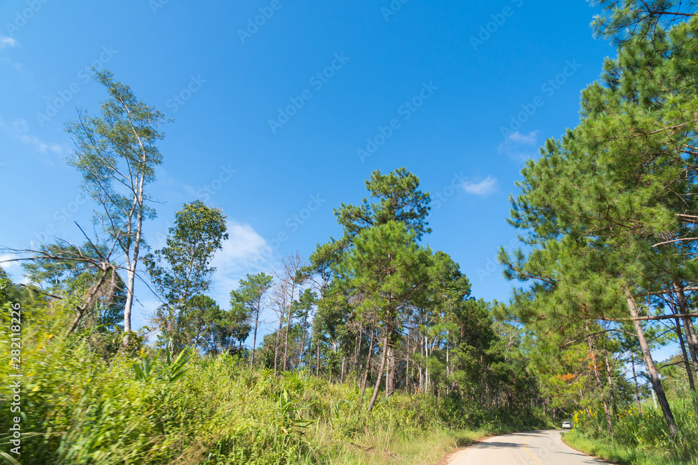 street and pine tree in roadside.