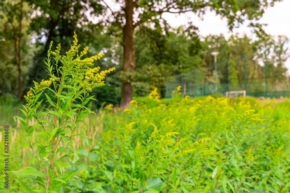 Fototapeta premium Medicinal herb Canadian goldenrod.