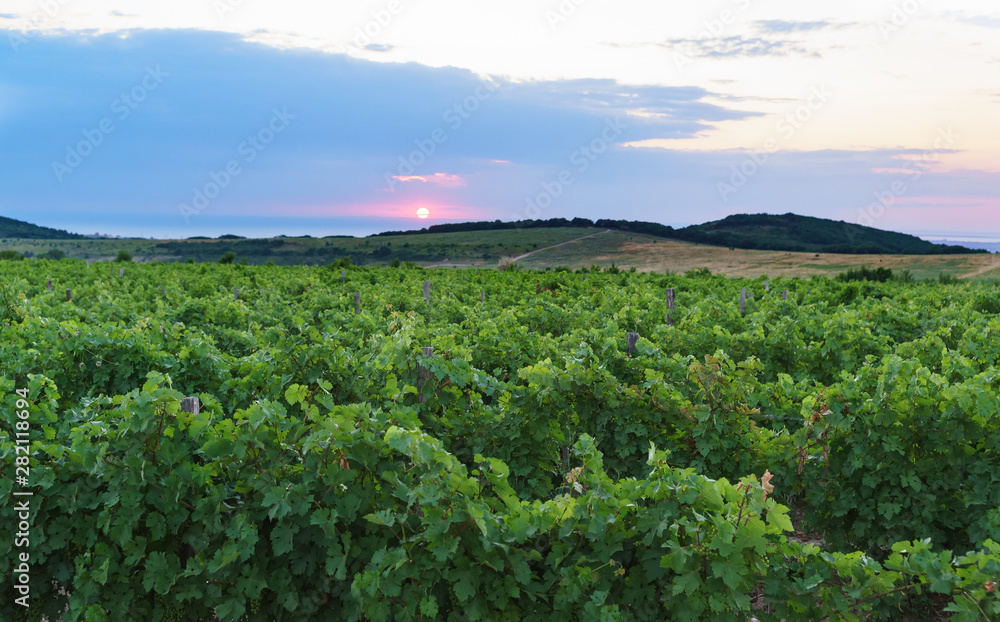 Grape ridges at sunset. Summer evening in Anapa district of Krasnodar region