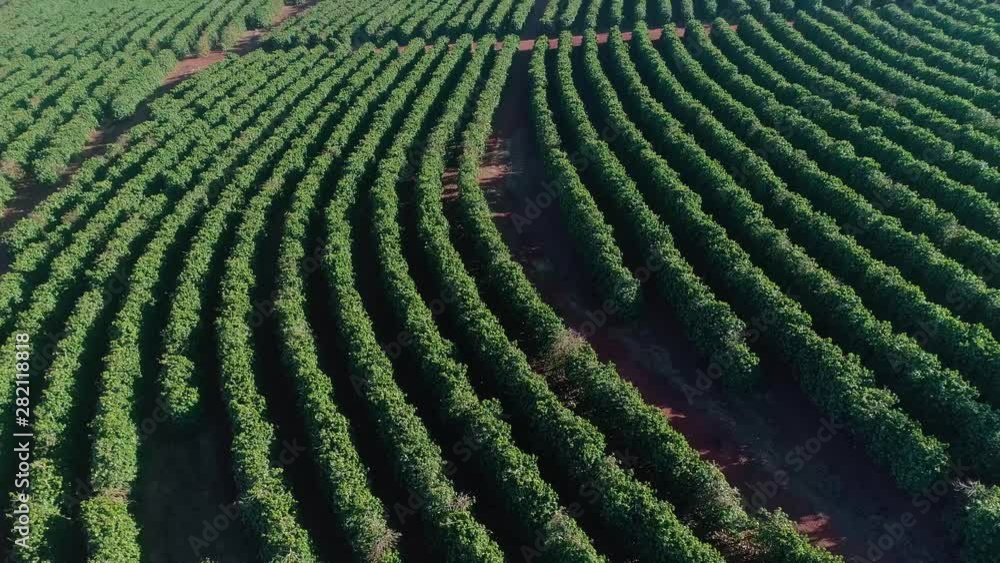 Aerial view of a coffee farm. Coffee plantation. Coffee growing. Aerial view of a coffee farm. Coffee plantation. Coffee growing.