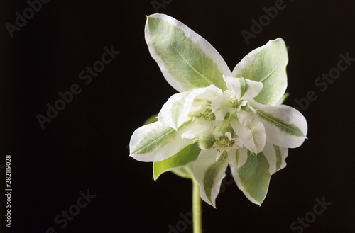 Bild auf Leinwand Beautiful flowers - Euphorbia marginata, snow-on-the-mountain, smoke-on-the-prai