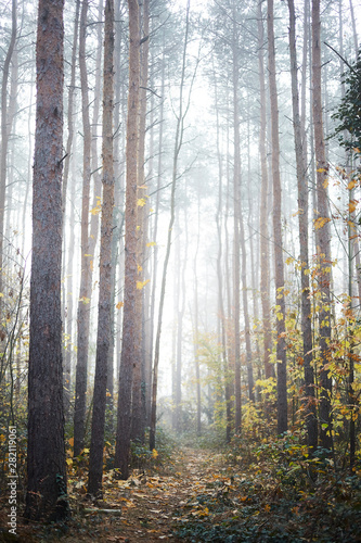 forest in autumn © imagemanufaktur