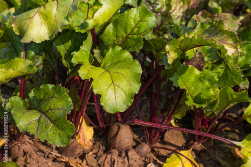 red beet growing in the ground in the garden on a Sunny day
