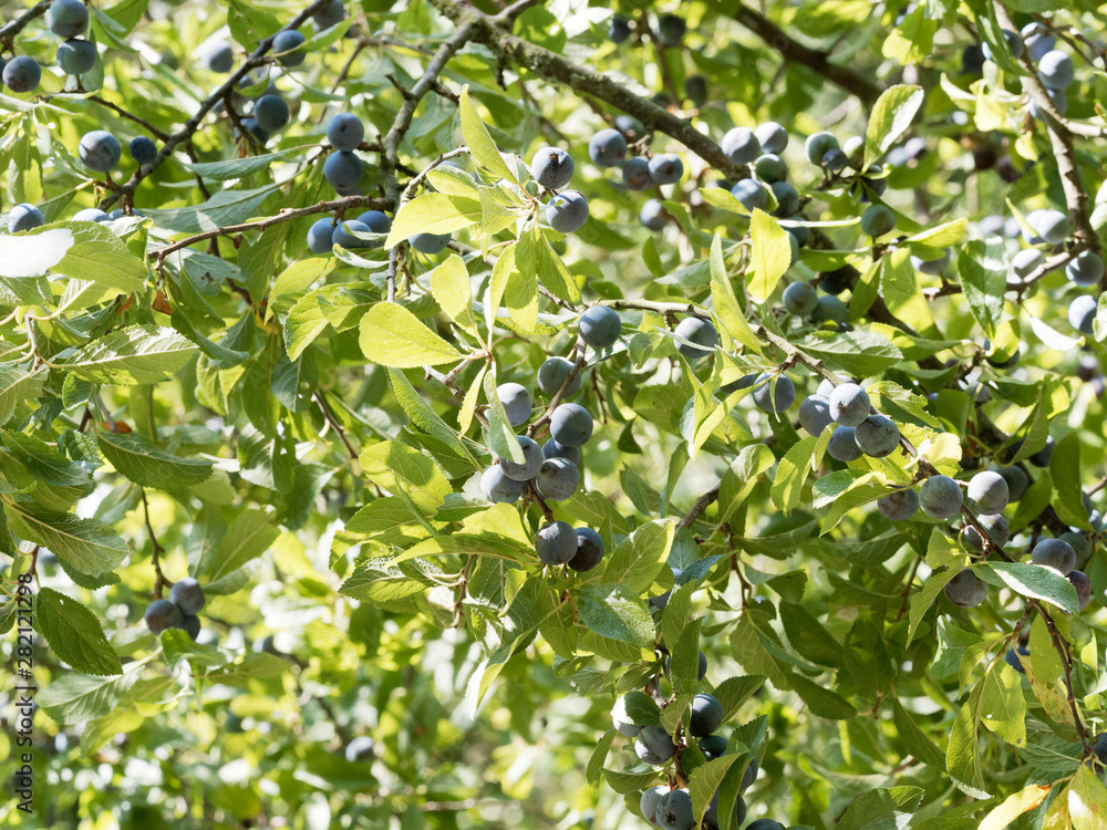 Le Prunellier ou épine noir (Prunus spinosa) aux rameaux denses et épineux garnis de petites prunelles ou drupes, aux petites feuilles lancéolées et dentées Le Prunellier ou épine noir (Prunus spinosa) aux rameaux denses et épineux garnis de petites prunelles ou drupes, aux petites feuilles lancéolées et dentées