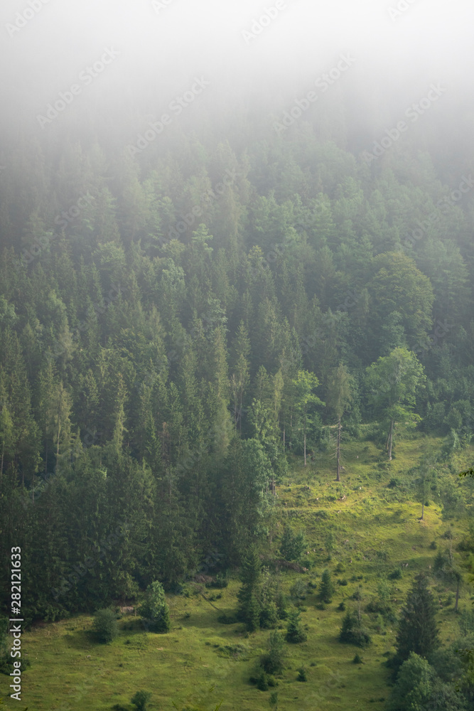 Foggy mysterious forest growing on hills - gradient visible to obscoure Foggy mysterious forest growing on hills - gradient visible to obscoure