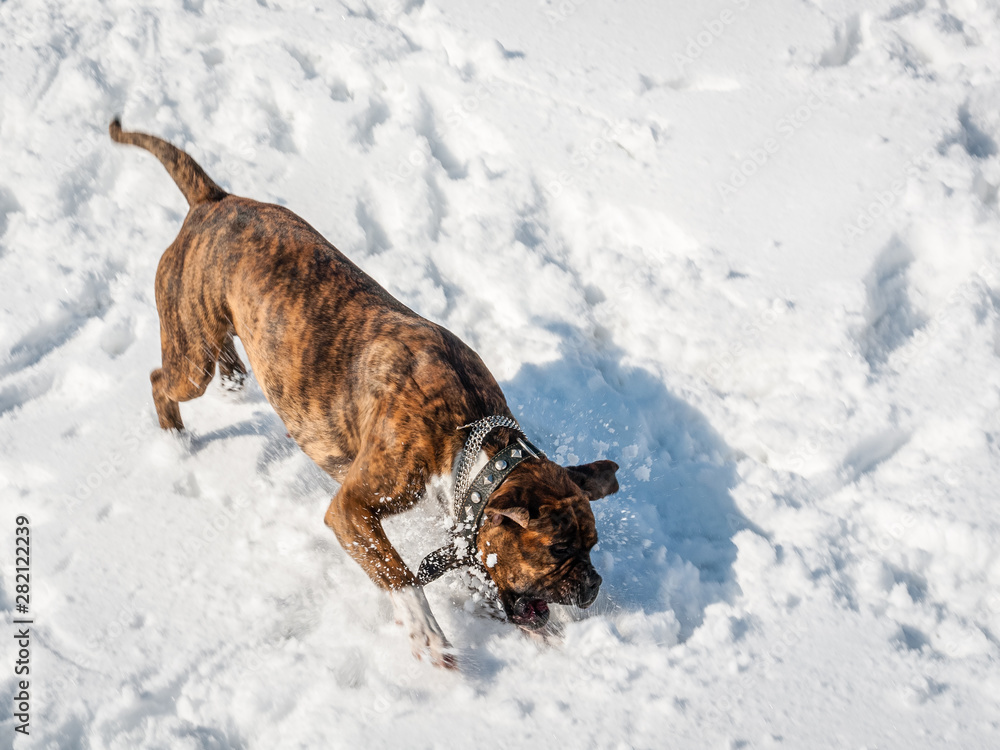 Dog breed boxer walks in the snow
