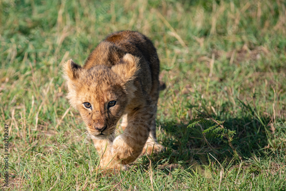 Lion cub walking in the Masai Mara savannah