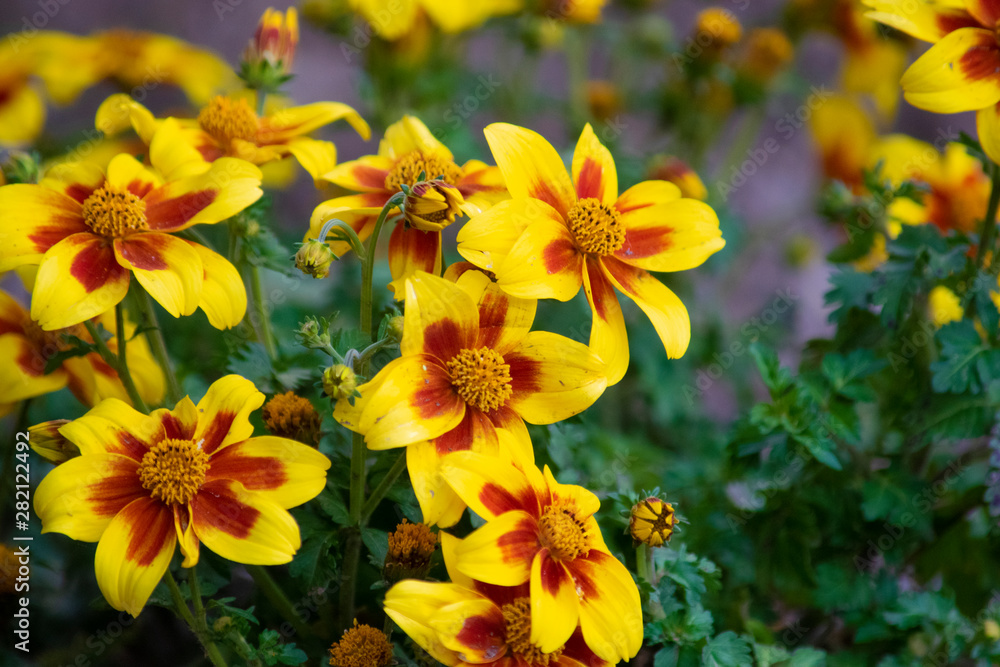 Distintas flores de cerca, coloridas y bonitas, con sus hojas y sus  pétalos. Stock-Foto | Adobe Stock