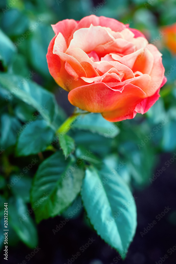 Big red rose on a bush with leaves. Selective focus. Place for text. The background is blurry. Big red rose on a bush with leaves. Selective focus. Place for text. The background is blurry.