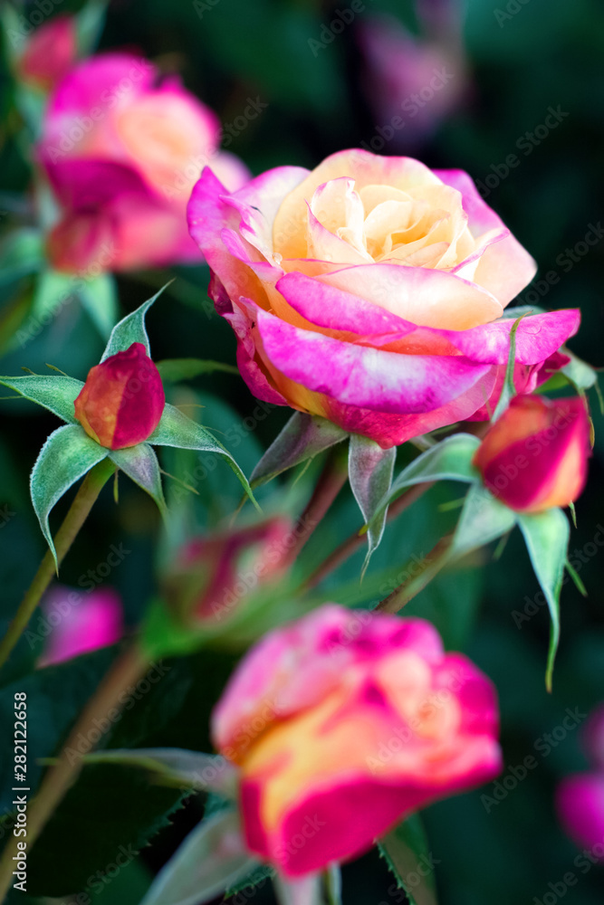 Blooming roses are red, pink and yellow flowers. There are unblown buds. Selective focus. The background is blurry. Blooming roses are red, pink and yellow flowers. There are unblown buds. Selective focus. The background is blurry.