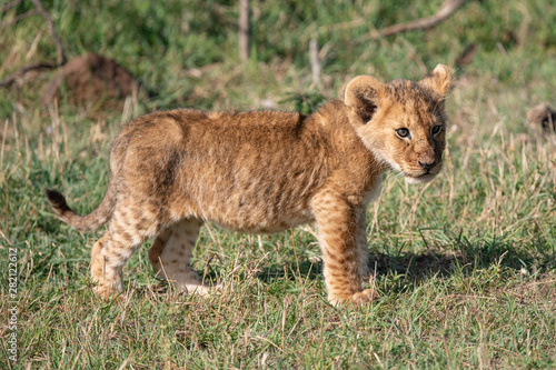 Portrait of a lion cub in the Masai Mara