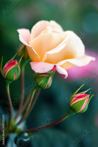 Fototapeta Naklejka Na Ścianę i Meble -  Delicate blooming tea rose and 3 closed buds. Selective focus. Green background blurred.
