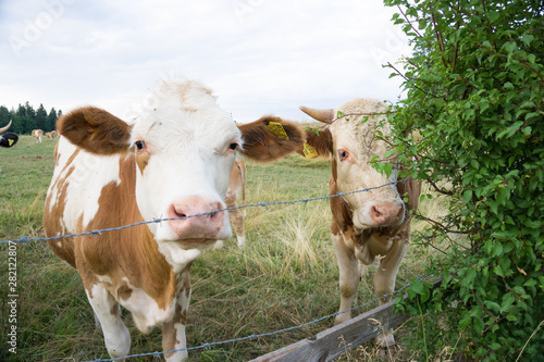 Weiße Braune und Schwarze Rinder auf einer Weide hinter einem Zaun © Mrql
