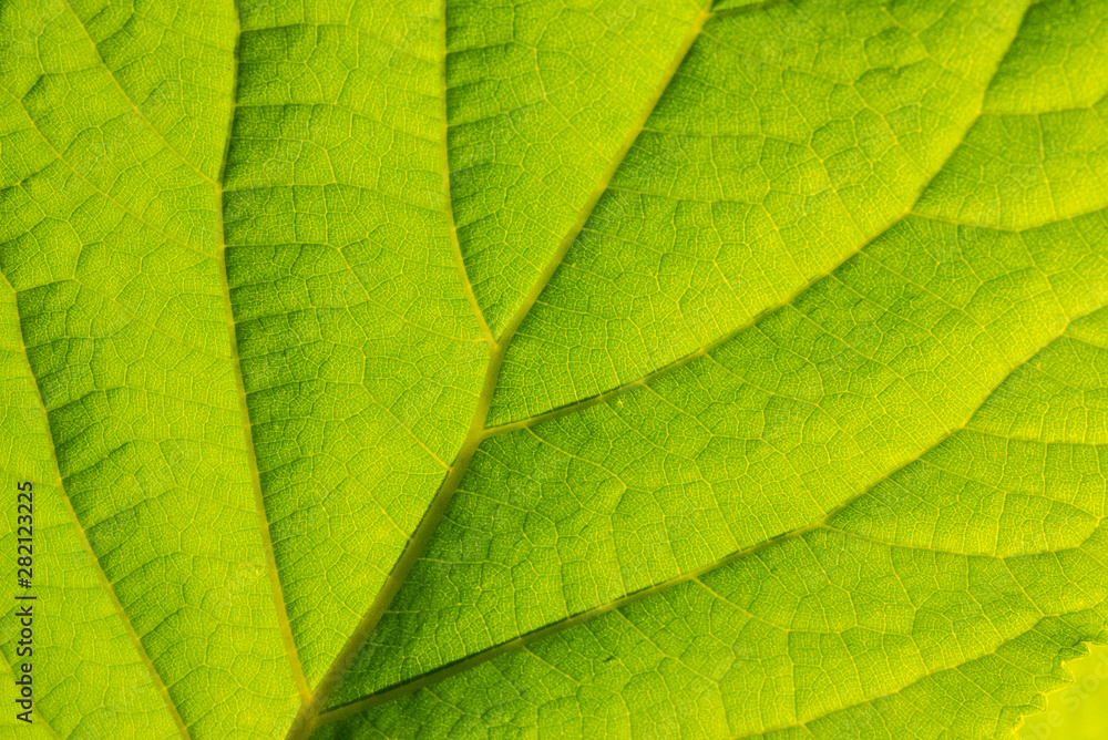 Background with leaf. Macro pattern of green Background with leaf. Macro pattern of green