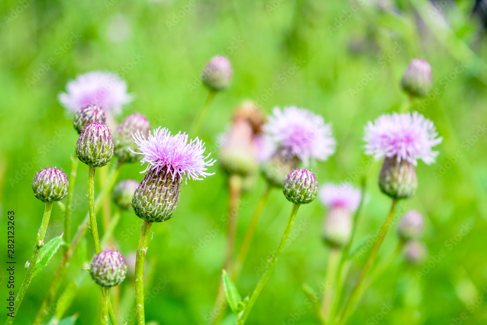 Wild flower Thistle or Marianum or Burdock - herbal plant used in medicine Wild flower Thistle or Marianum or Burdock - herbal plant used in medicine