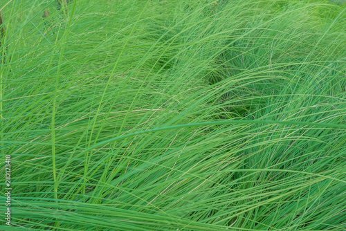 wide green grass background