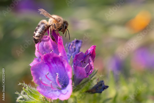 Bee and flower © Marcel