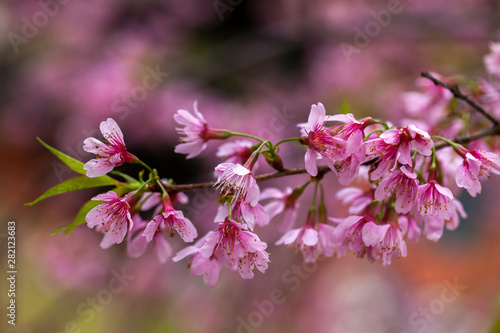 Cherry Blossom - Sakura flower - Japanese cherry, Prunus serrulata