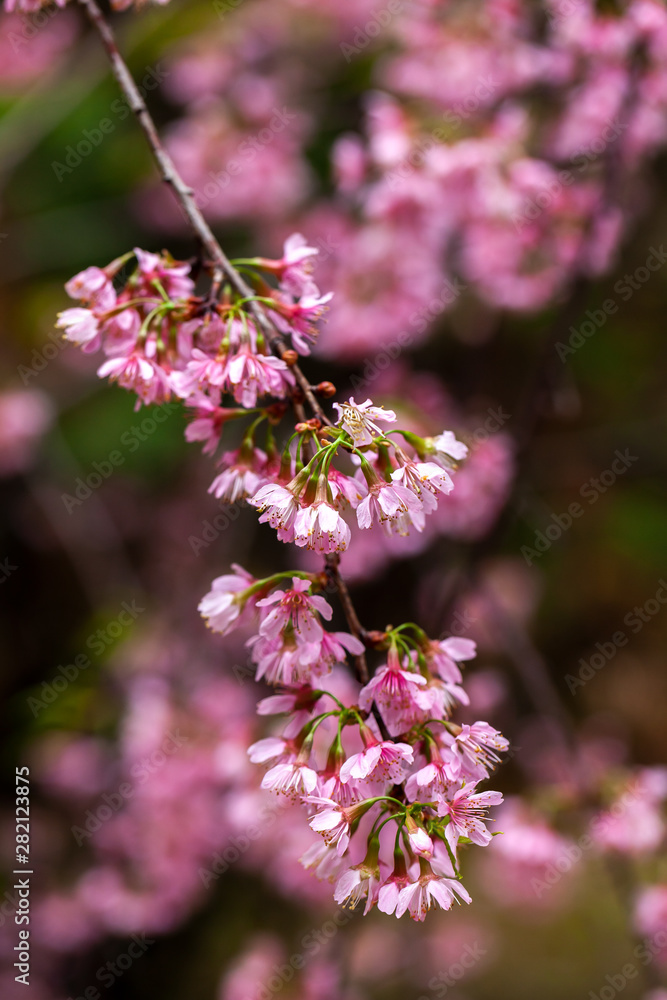 Cherry Blossom - Sakura flower - Japanese cherry, Prunus serrulata Cherry Blossom - Sakura flower - Japanese cherry, Prunus serrulata