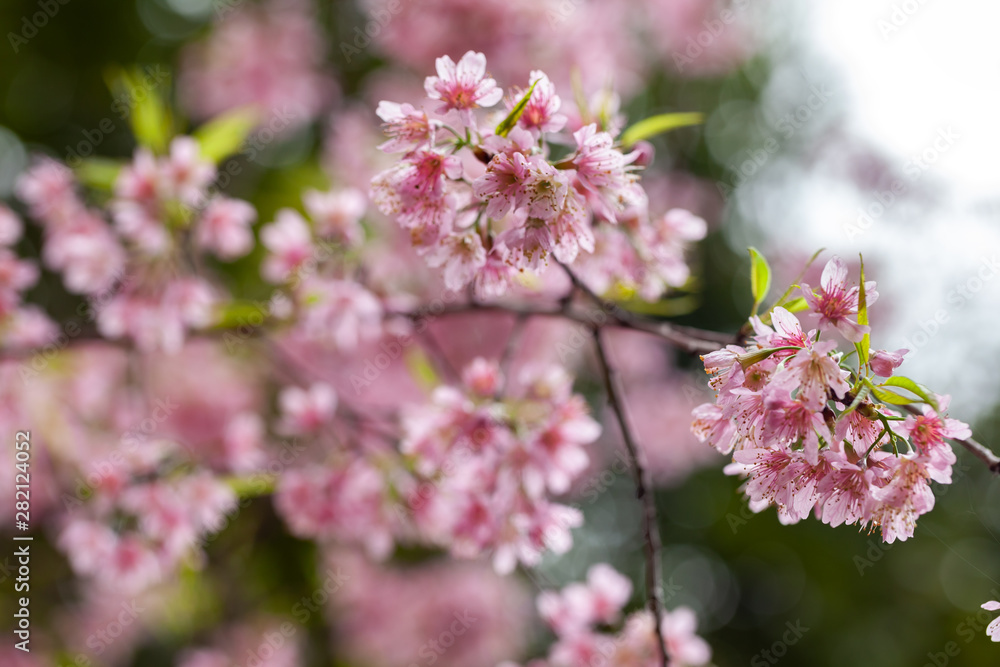 Fototapeta premium Cherry Blossom - Sakura flower - Japanese cherry, Prunus serrulata