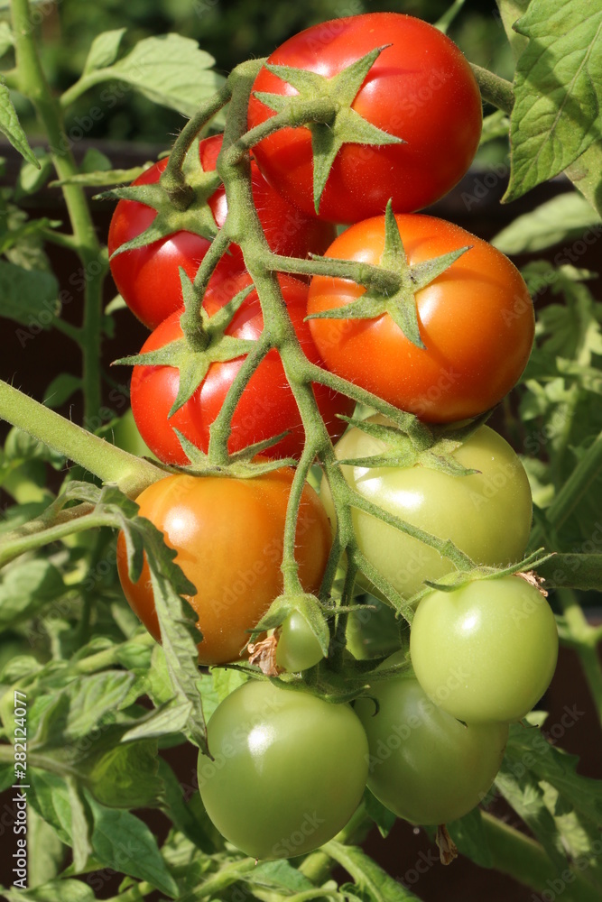 Bio-Tomaten im Garten, Tomatenrispe im Sommer, Selbstversorger
