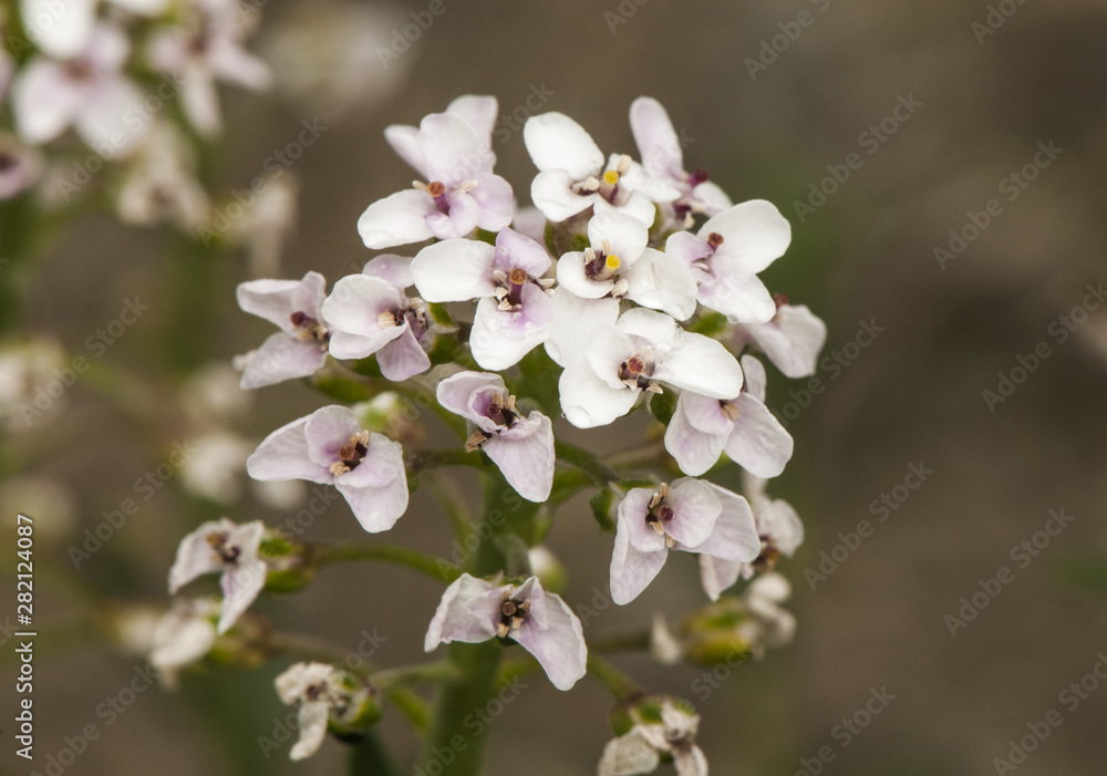 Beautiful white flower erucoid diplomacy belonging to the Cruciferae family Beautiful white flower erucoid diplomacy belonging to the Cruciferae family