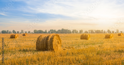 Obraz na plátně summer wheat field after a harvest at the sunset, summer agricultural background