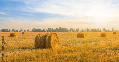summer wheat field after a harvest at the sunset, summer agricultural background