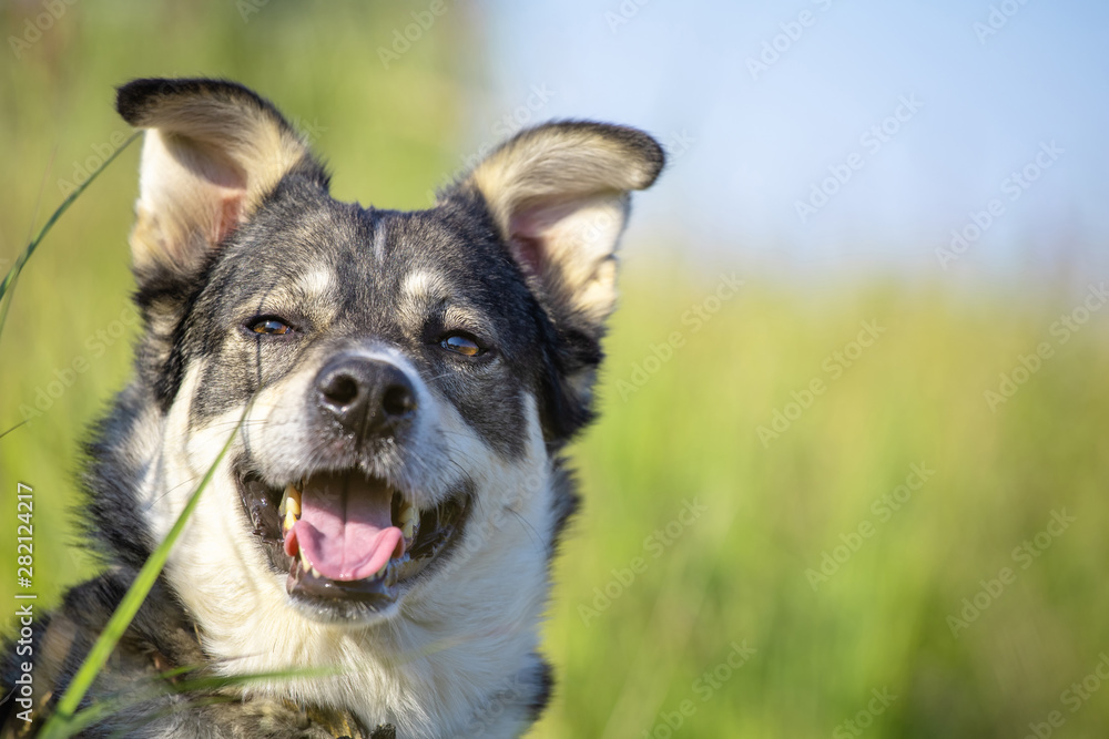 close-up gray face of a West Siberian husky on a green meadow, copy space