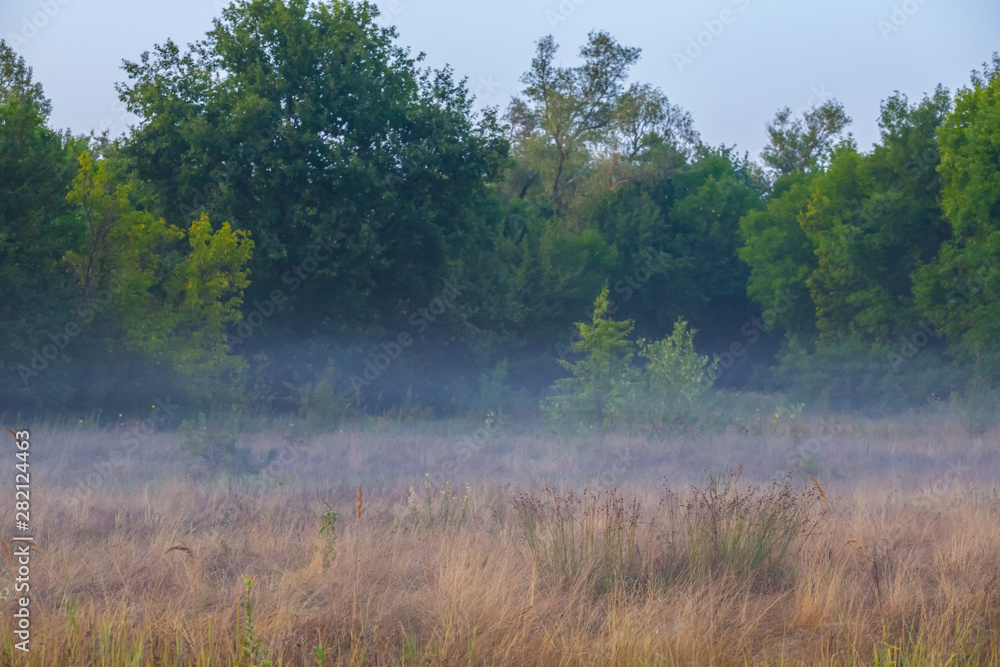 summer prairie before a sunrise, early morning scene summer prairie before a sunrise, early morning scene