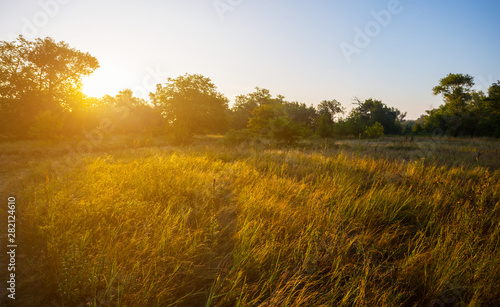 beautiful summer forest glade at the sunset