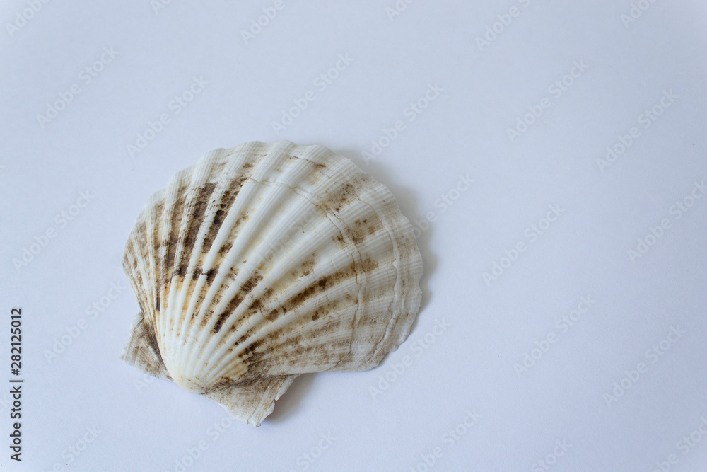 sea tropical shell isolated on white background sea tropical shell isolated on white background