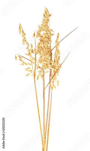 Oat spike or ears isolated on a white background, close-up.
