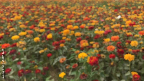 Focus pull and panning shot clip of a bed of orange flowers in Taibao Sea of Flowers festival in Chiayi County, Taiwan photo