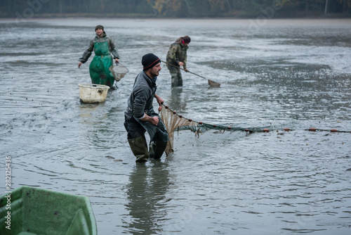 Karpfenfischer ernten den Karpfen und holen das Fischnetz ein  photo