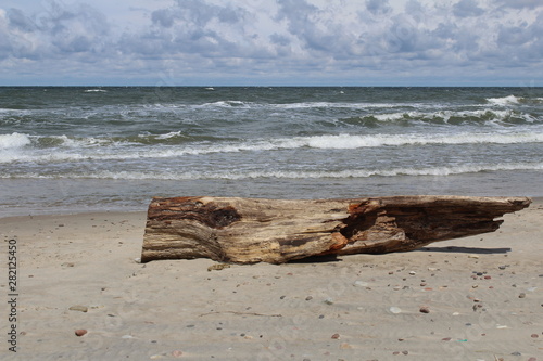 driftwood on the beach