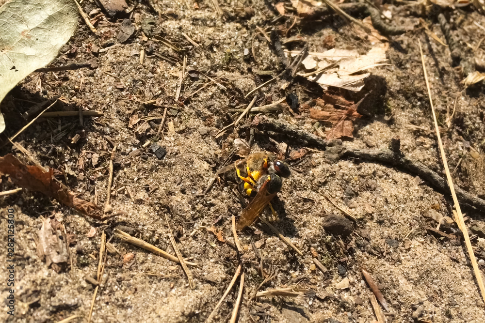 predatory single wasp attacked a bee. wasp predator
