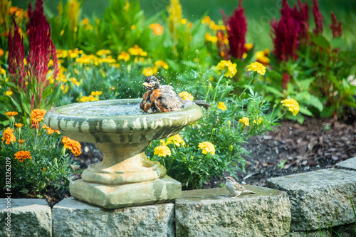 Canvas Print Robin enjoying a bird bath on a hot day
