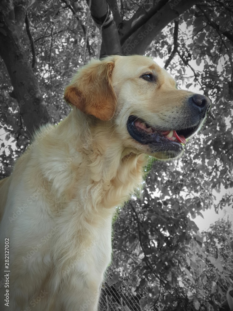 golden retriever portrait golden retriever portrait