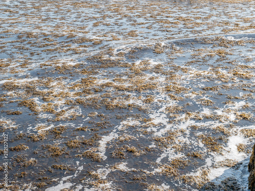 Canvastavla The invasive algae Rugulopteryx okamurae, native to the Pacific Ocean, invades t