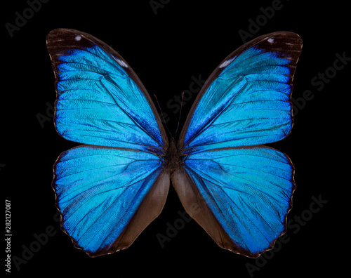 Morpho didius butterfly isolated on black background