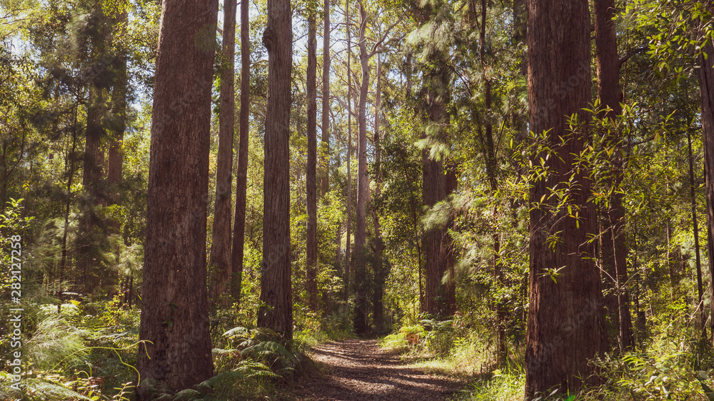 Forest Forest