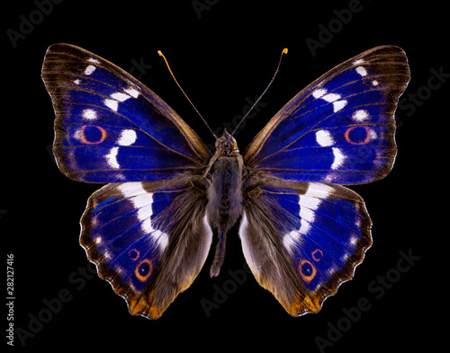 butterfly Apatura iris on isolated on black background
